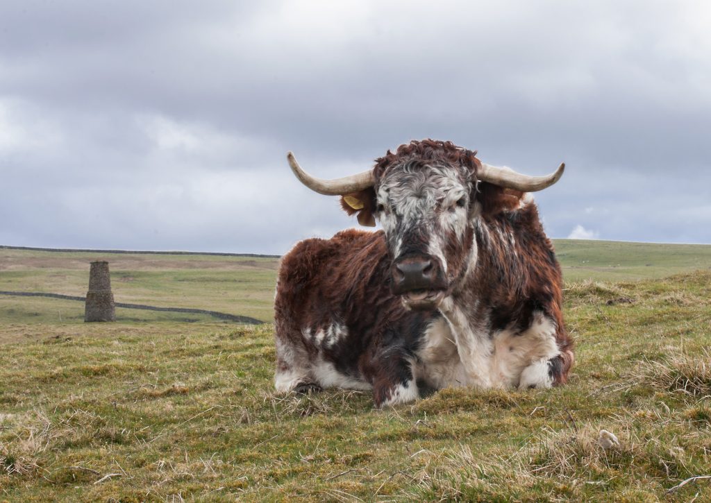 Wildman-Longhorn-with-chimney